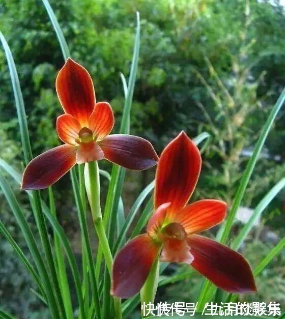 兰花|此花再贵,也要舍得栽两株,花香怡人,花期长久,好养易成活!
