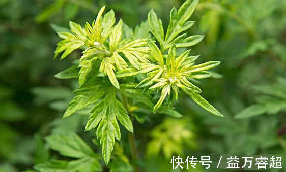 抗生素|常吃以下3种食物,清热解毒、消肿散结,还能预防妇科病