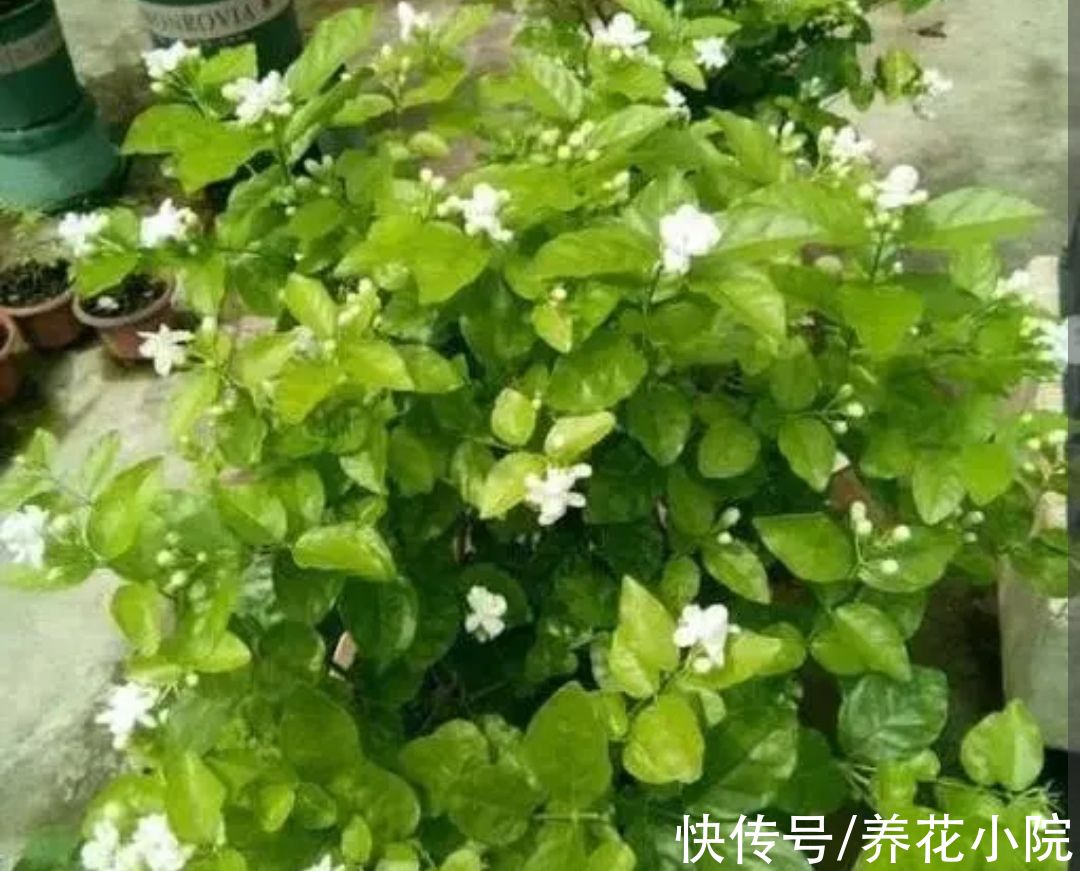 多肉植物|天冷6种花要“穷养”，少水少肥有利过冬，春天长得旺