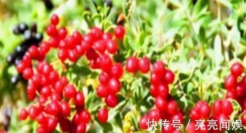 雌激素|人到中年想长寿,不妨多吃3种食物,补充营养,滋润身体!