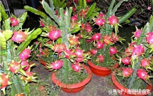 吃水果时,留一点,扔盆里,10天发芽成盆栽,能开花,结果!