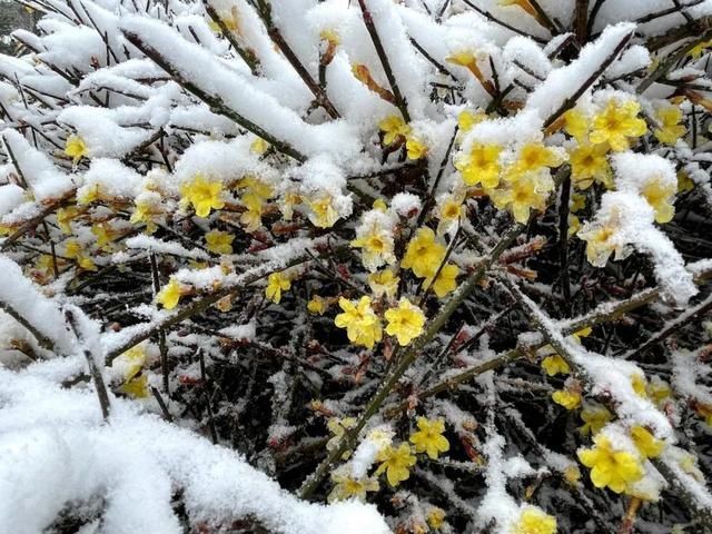 油菜花|春雪漫卷，蓬莱阁的美藏不住了！