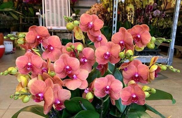 年宵花蝴蝶兰到手后怎么养?做好这6点,赏花无忧