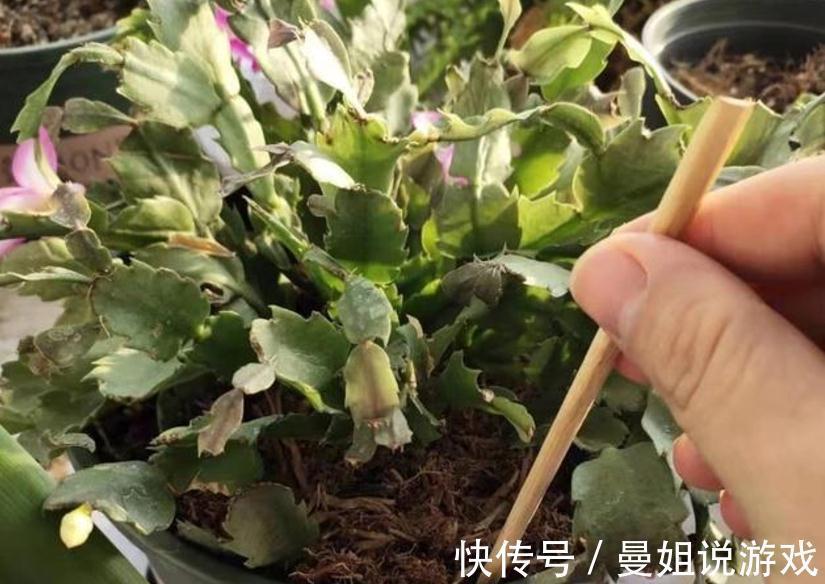 浇不对水,养不好蟹爪兰!老花匠亲授:用“筷子”就能解决难题