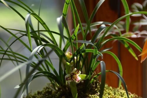 家家都有的1种垃圾，掺一些在盆土里，土壤不板结，养啥花都旺