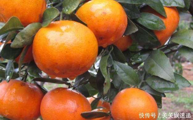 别再每天早晨只知道喝牛奶吃蔬菜了,这些更有营养