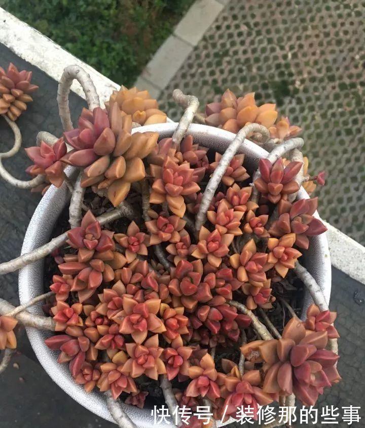 挑状态最丑价格最低的买,再丑的多肉都能养漂亮