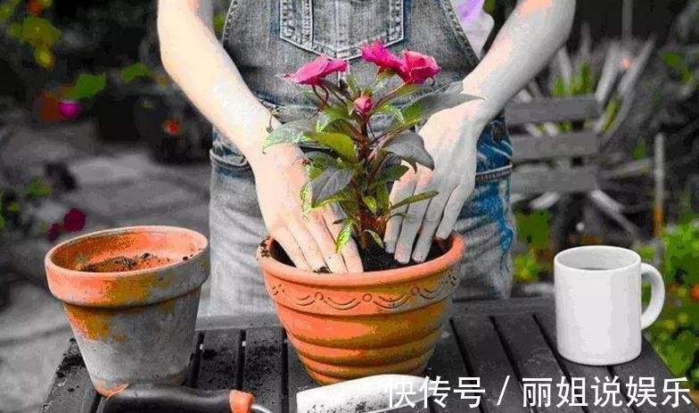 盆栽花卉什么时候换盆好,盆栽花卉换盆有哪些注意事项