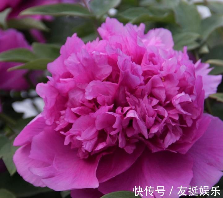 牡丹花|快扔掉家中发财树,真正好看还能净化空气的是这几种,高级又漂亮