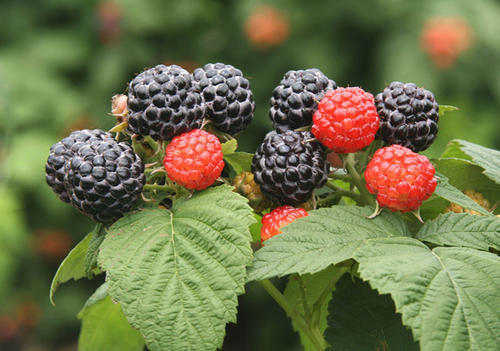 花青素|女人不想衰老过快,每天当零食吃上几个,预防妇科炎症,保养子宫