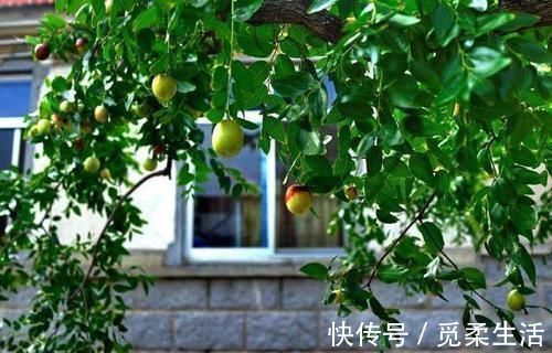 梧桐树|家里种树,讲究大,5种树旺宅,3种树不能栽,你知道是什么吗