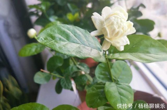 根系|茉莉花落叶“光秃秃”,及时处理,起死回生,恢复枝繁叶茂