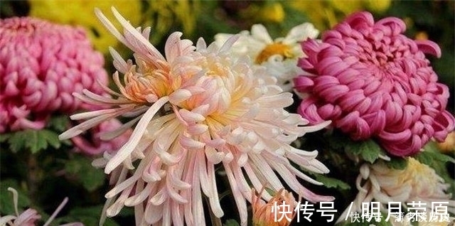 达观|黄庭坚的快意《鹧鸪天》菊花词两首,一首比一首狂放,堪称菊花之醉!