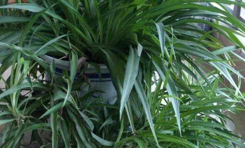 甲醛|这4种吸收甲醛,净化空气最强的盆栽绿植,比绿萝效果好多了