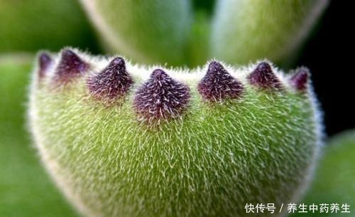 多肉熊童子太“贪杯”,撑破“肚子”很可惜!