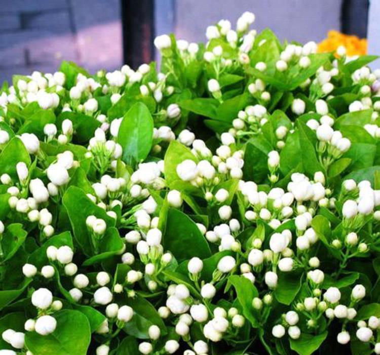 漂亮|3种漂亮花，开完花快剪，浇一次肥，营养足，花开一茬接一茬