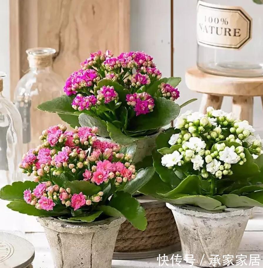 太阳花|8月中旬,养花首选这5种,爱开花不说,关键是好养