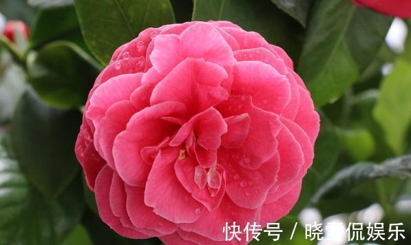 茶花|秋天养茶花,牢记四个“不”,花苞变大快,看着就开心