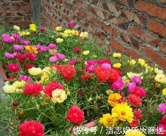 浇水|此花别名“死不了”,1盆开出6个色,一到夏天长不停,阳台成花海