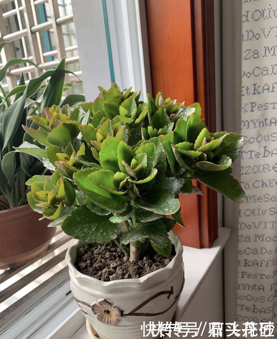 长寿花嫁接在“老桩”上,到了11月满枝“冒花苞”,花量很大