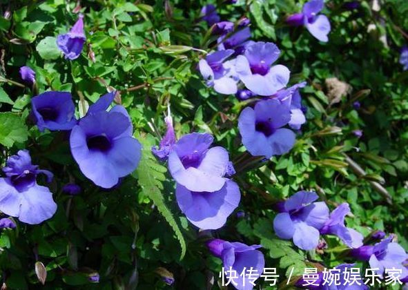 秋海棠科|喜欢玫瑰，就试试“精品玫瑰”布里顿玫瑰，娇巧迷人，花繁叶茂！
