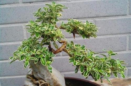 喜欢盆景就养它,1个枝能扦插,6月开花多又美,美过金枝玉叶