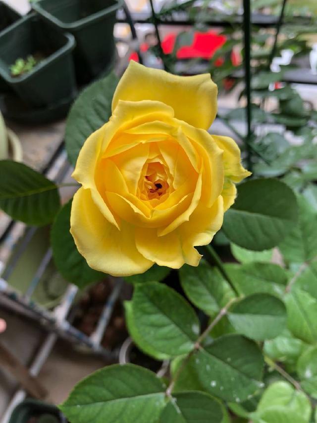 独干月季怎么养才会枝繁叶茂开花爆盆老花匠只需一招，长见识了