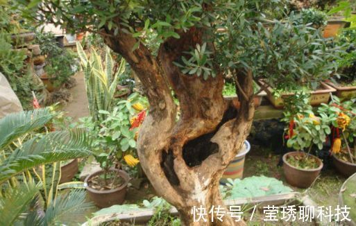 风吹石|公公山上捡了个老树桩,养了几年长成盆景,邻居看见想高价收购!