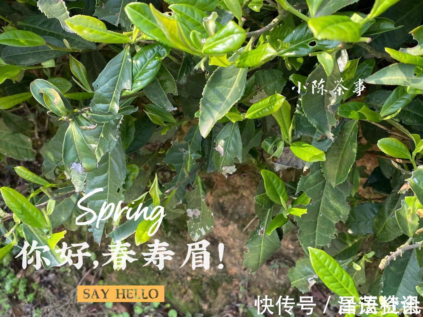 白毫银针@白茶圈令人迷惑的操作，有人心急想“买早”，有人淡定想“买老”