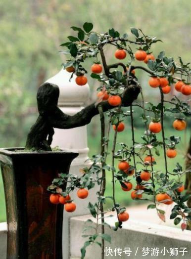 金桔|5种漂亮盆景,长出满枝红果果,养在家里上档次,越养越值钱