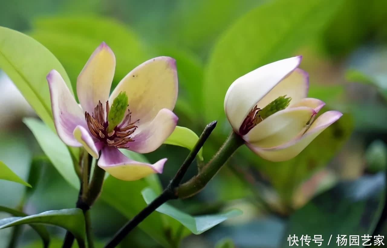 5种喜欢酸性土的花，酸性物质很关键，学一学