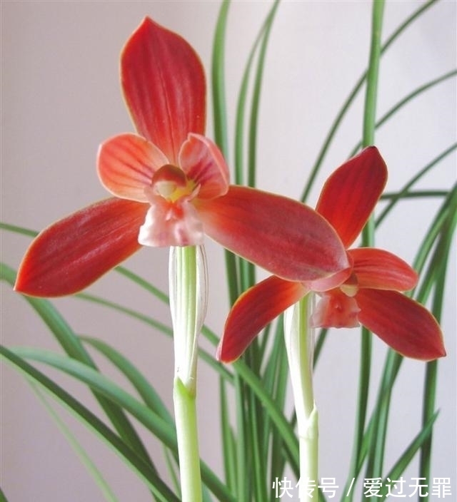 兰花|此兰,被誉为国兰第一红素,花色顶级,瓣型完美,珍贵又稀少