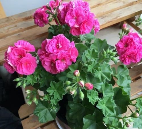 家有孕妇这些花卉可不能养,不然容易出现问题!