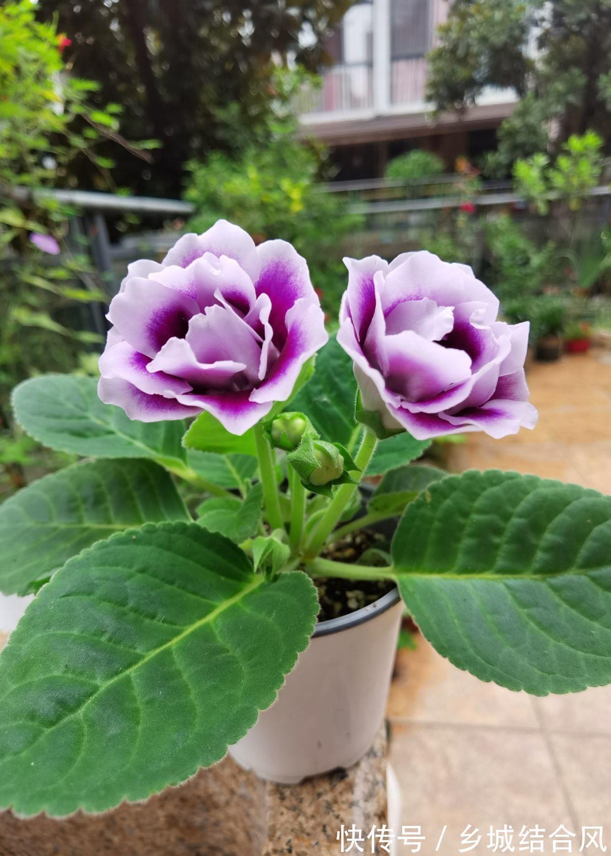 白根|5种“漂亮花”,掰个叶子插土里,7天长出大白根,一盆繁殖几十棵