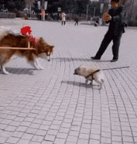 |搞笑GIF:太坑爹了,就这技术还出来赛车...