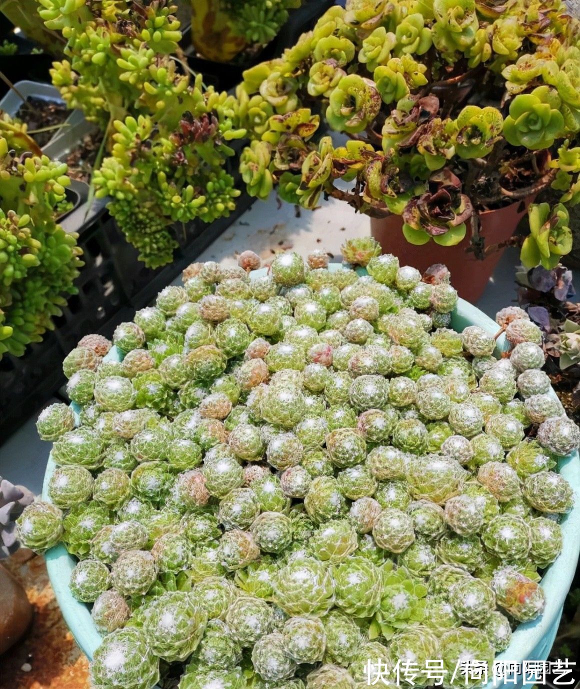 多肉|多肉养得越久越值钱,1块钱的长生草,3年时间,养到爆盆