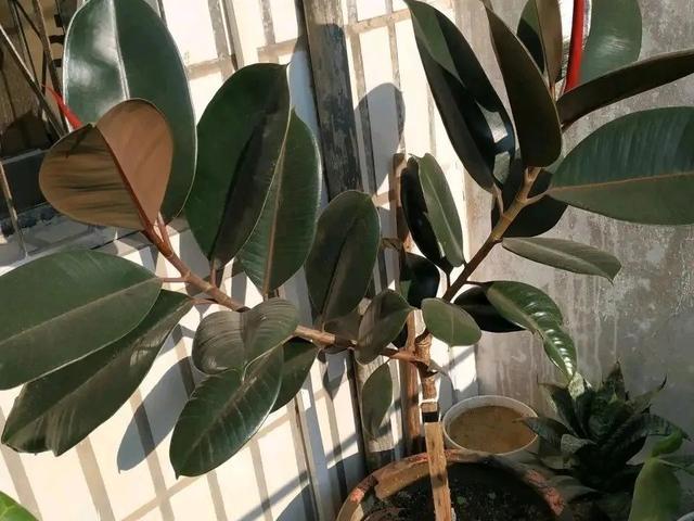 叶子|嫌花长的丑，趁现在砍头，满盆都是新叶子！