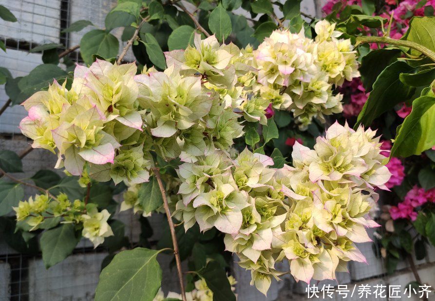 三角梅一直掉花怎么办？花期它有“五不能”，你做好了再试试