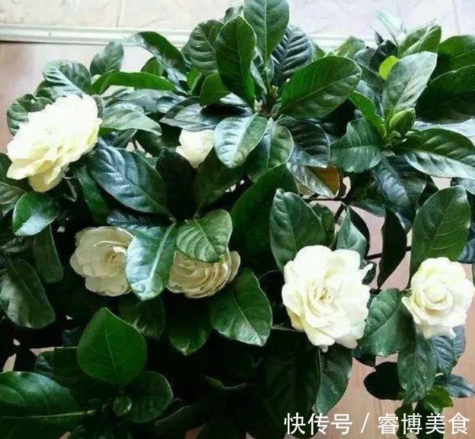 家养此款花卉，便宜又好养，四季开花，花色多，一盆能养一辈子！