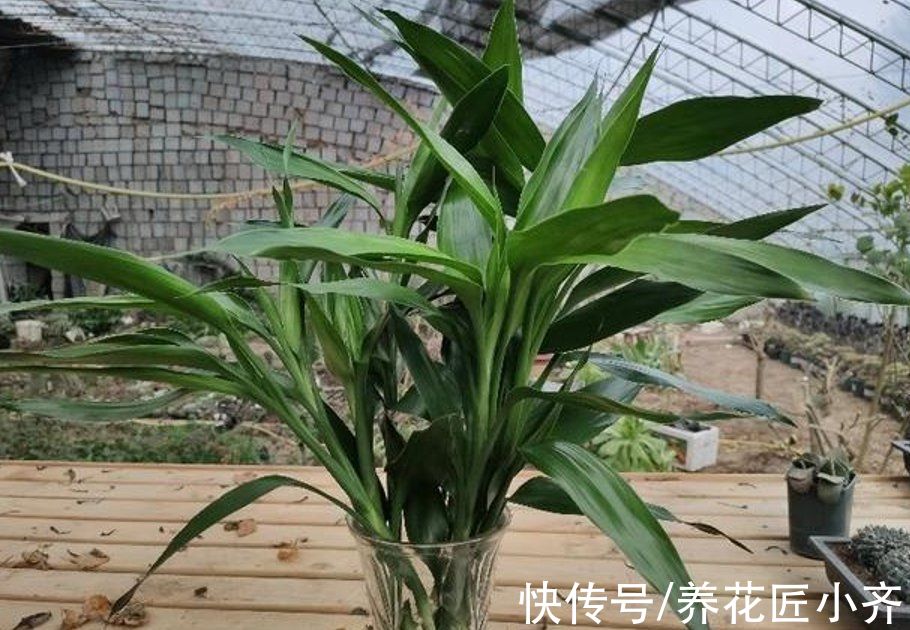 5种“助眠”花,最适合卧室养,好养易打理,整晚睡得香