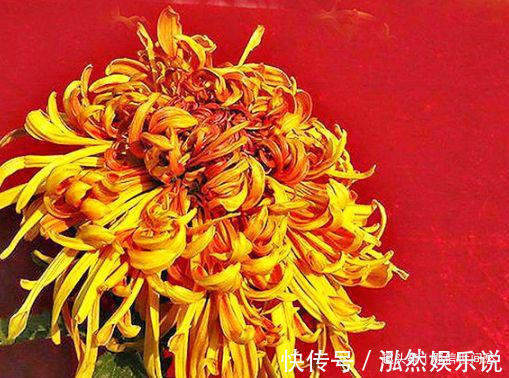中心花|喜欢养菊,就养盆“菊中珍品”枫林夕照,似晚霞枫叶,百媚妖娆