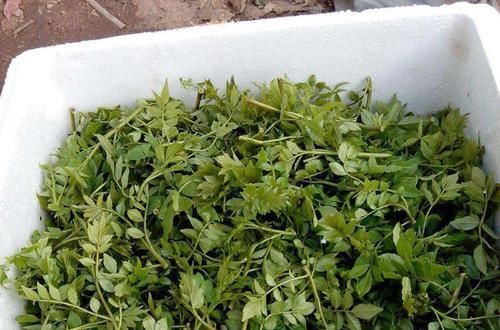 种植花椒树|古代列为宫廷贡品,比香椿芽更好吃,农民种了都舍不得摘