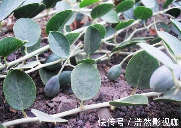 非物质文化遗产|外公一个小方法轻松解决,治疗风湿方法就在身边!