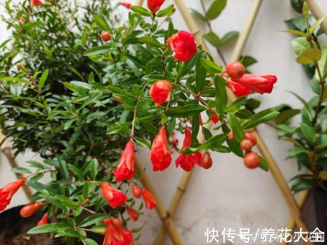 石榴|家里养盆“招财花”,一年四季开红花结红果,“招财旺运”又红火