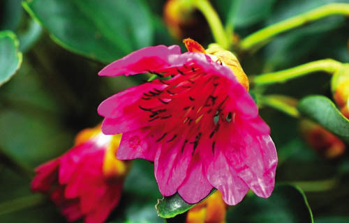 悬挂|此花宛如悬挂的吊钟,有着鲜艳夺目的花色,寓意着深山丽质