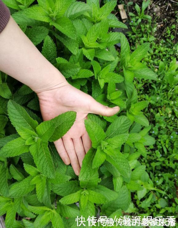 家里养这5种花,怎么折腾也不死,养一盆爆一盆,懒人也合适