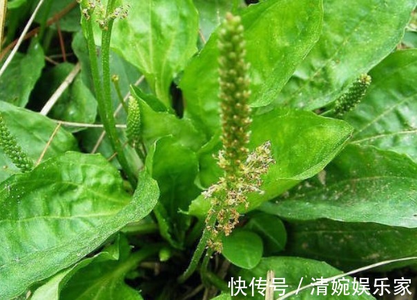 口腔溃疡|车前草除了可以祛痰止咳,竟然还有这么多功效,后悔没多挖点!
