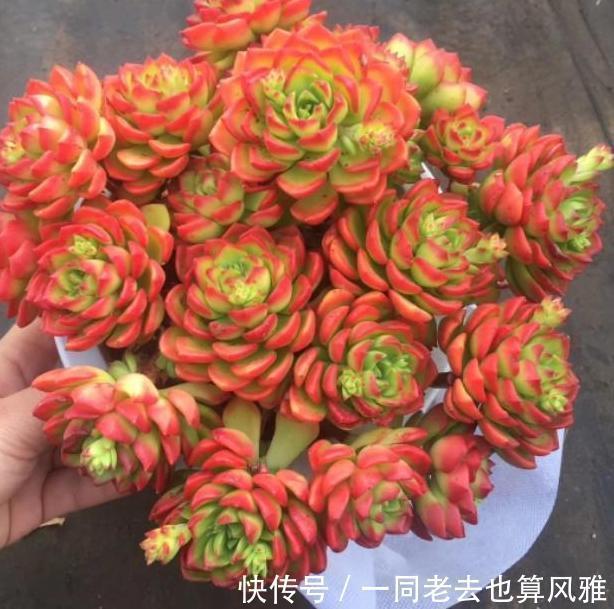 多肉|盆栽多肉如何长秋膘、出状态满足4个要求,不负秋日大好时光