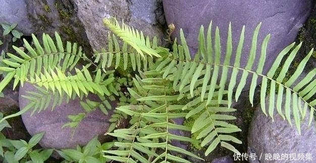 农村|农村的“地鸡蛋”,好吃又解渴,就是样子有点丑,你吃过吗