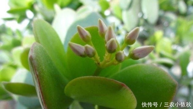 冬季的时|玉树冬季这样养, 温差越大越漂亮!